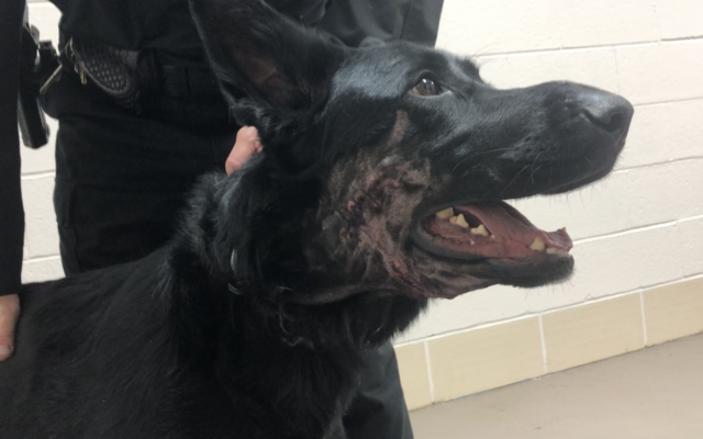 German Sheppard Doing Better After Being Shot in Face