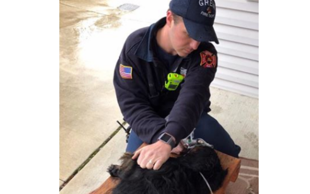 Green Firefighters Resuscitate Dogs from Springfield Fire