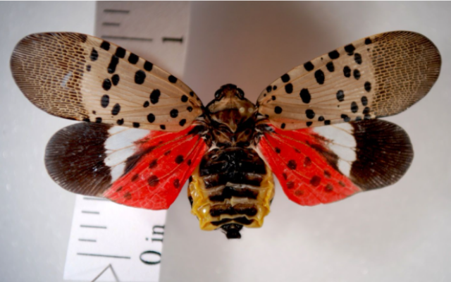 Destructive Pest: Spotted Lanternfly Observed in Jefferson County