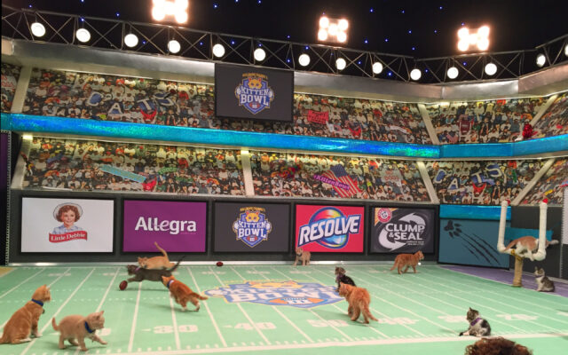 Puppy Bowl AND Kitten Bowl!  Bowls of Cuteness!