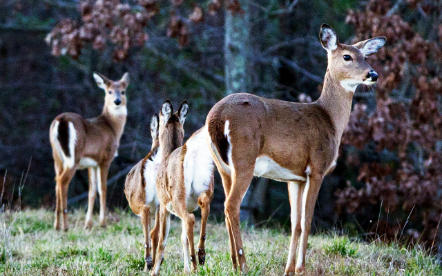 ODNR Wildlife: More Deer Seen in Yards, Gardens