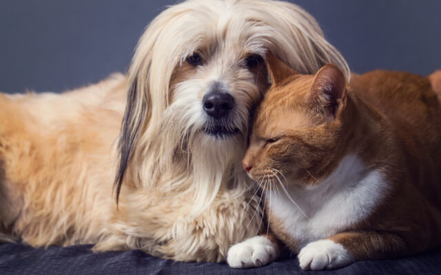 Happy National Pet Day! Top Pet for Americans? Here's the List - News-Talk  1480 WHBC