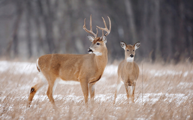 AAA Tips Before and After a Car-Deer Collision