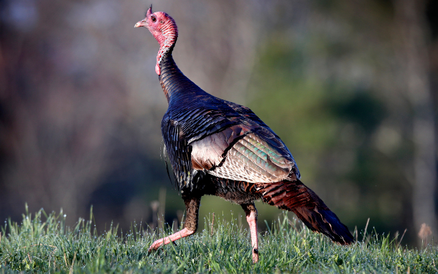 Nearly 700 Wild Turkeys Taken During Seven-Week Hunt
