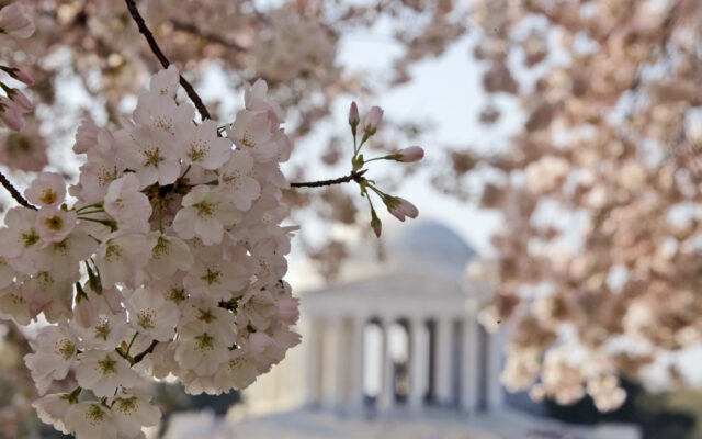You can Watch the DC Cherry Blossoms Bloom LIVE: Look HERE