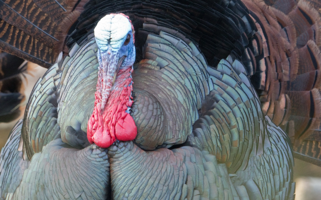 Hunters Take Fewer Turkeys Over 80-Degree Opening Weekend