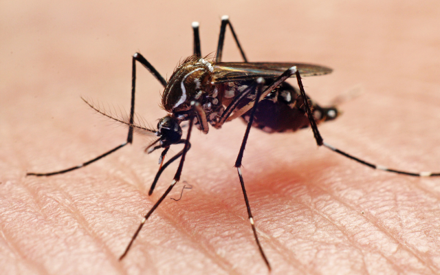 You Can Help With Canton Health Mosquito Control