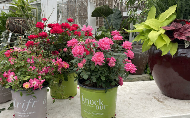 Watch Here: How to Prune a Rose with Rohr’s Nursery