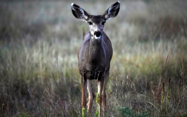 Youth Deer Hunt Nearly Breaks Record