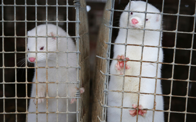 Ohio Mink Farm Allegedly Targeted by Activists to Shut Down