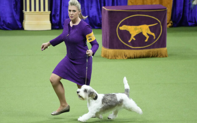“Buddy Holly” Wins Westminster Best in Show
