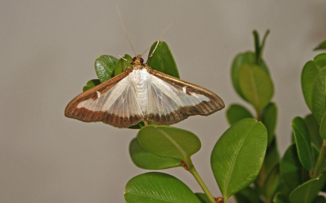 New Pest: Box Tree Moth Spotted in Ohio