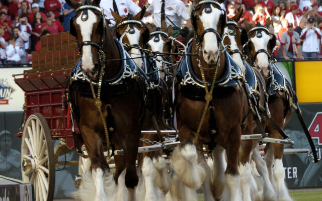 The Budweiser Clydesdales are in Stark County Now!  Find out Where, HERE