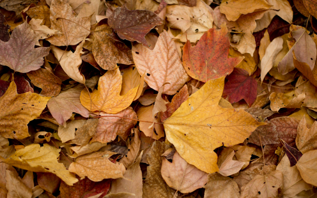 ODNR Forestry: Peak of Fall Leaf Season is Near