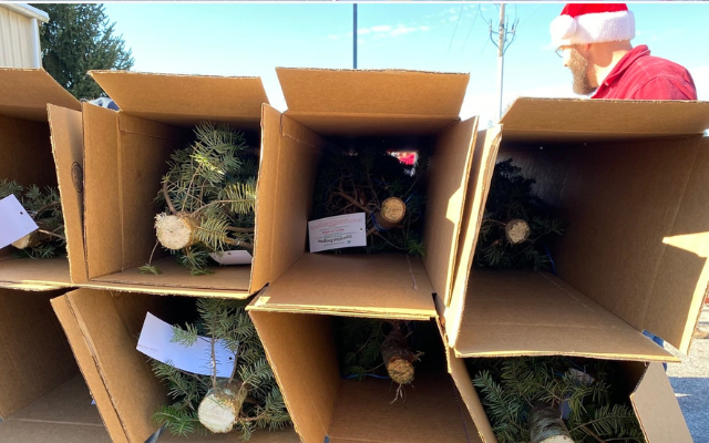 Ohio Christmas Tree Nurseries Sending Trees to Troops in Kuwait