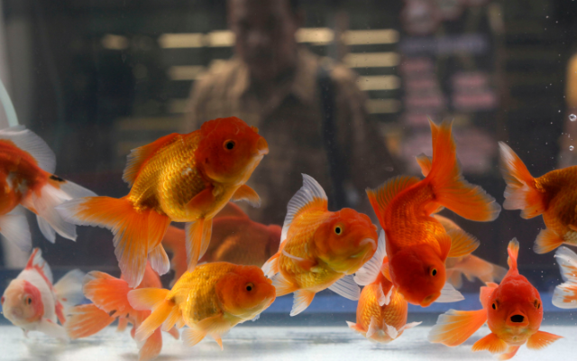 Goldfish: Family Pet or Great Lakes Menace?